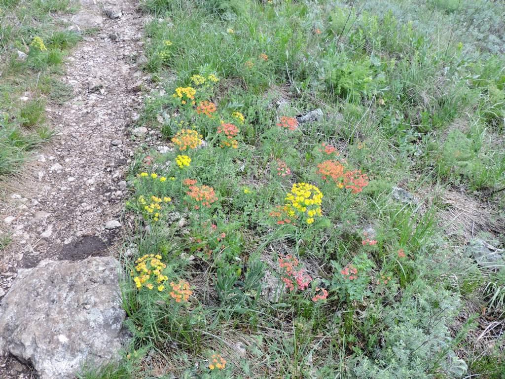 Euphorbia cyparissias / Euforbia cipressina